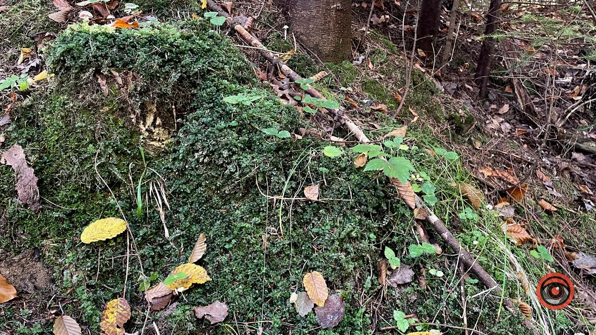 Осінні місця для відпочинку | мальовничий ліс неподалік Коломиї 22