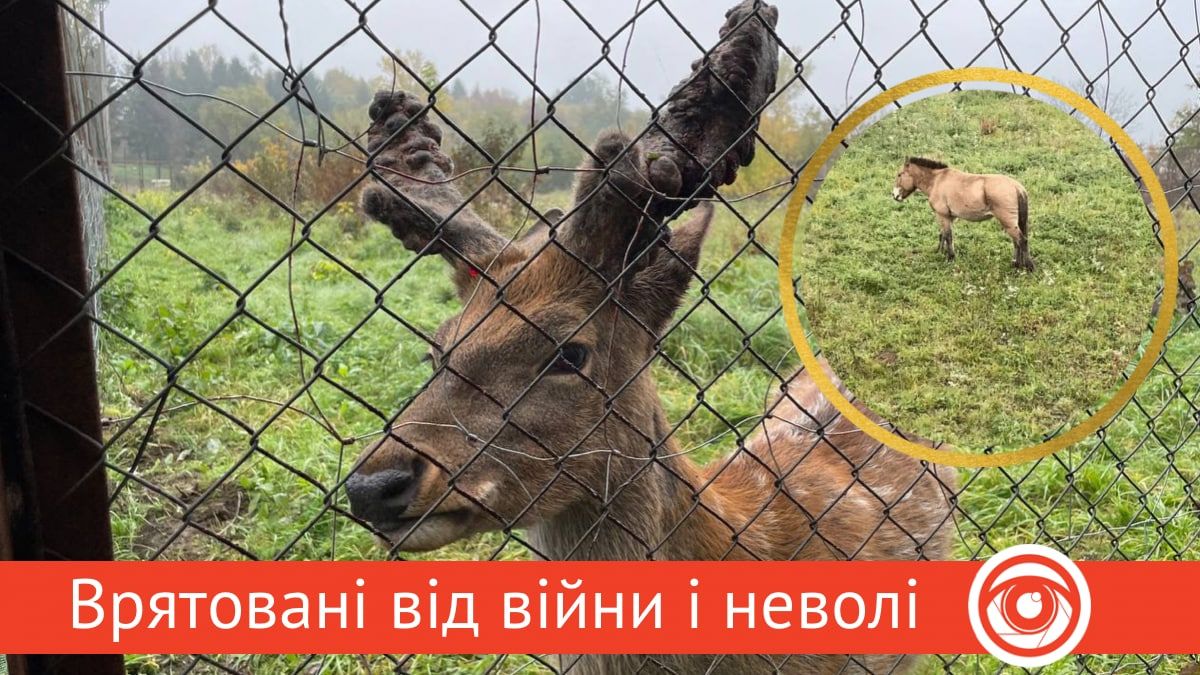 Плямистий олень та кінь Пржевальського - нові мешканці Прикарпаття | Репортаж