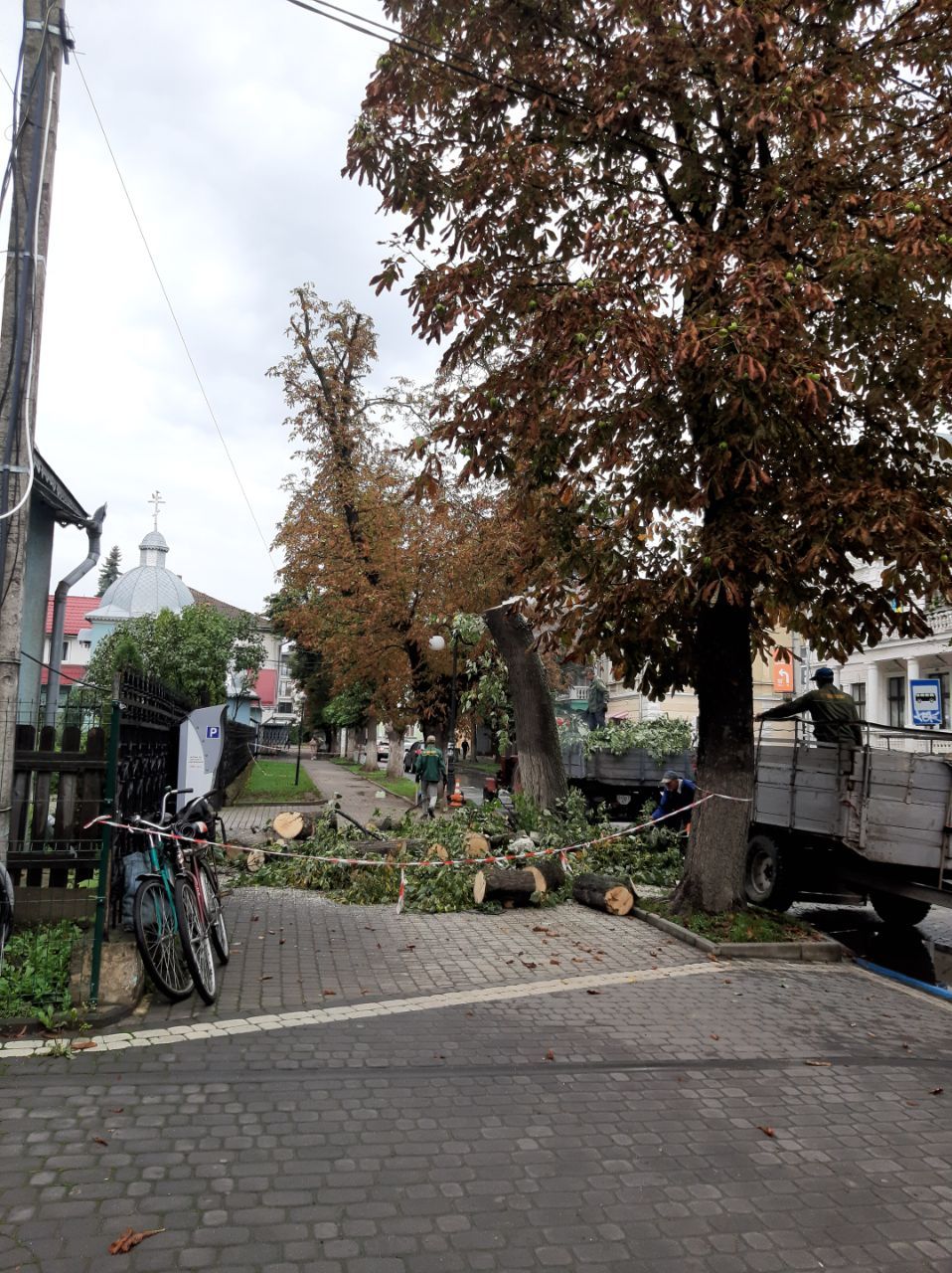 Ще мінус одне дерево на бульварі Лесі Українки 1
