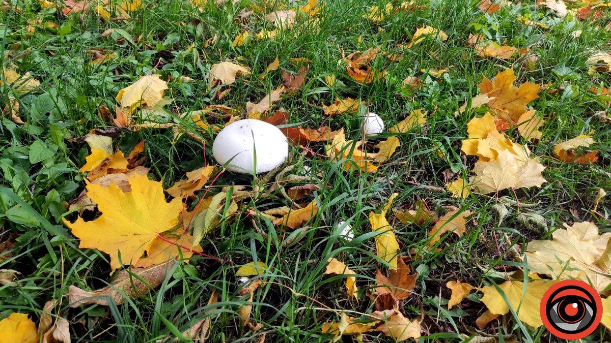 Чи можна їсти міські гриби? 9
