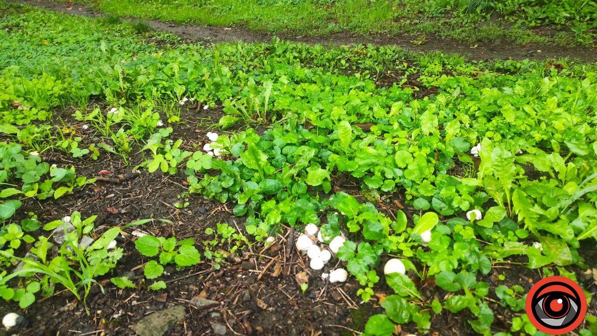 Чи можна їсти міські гриби? 1