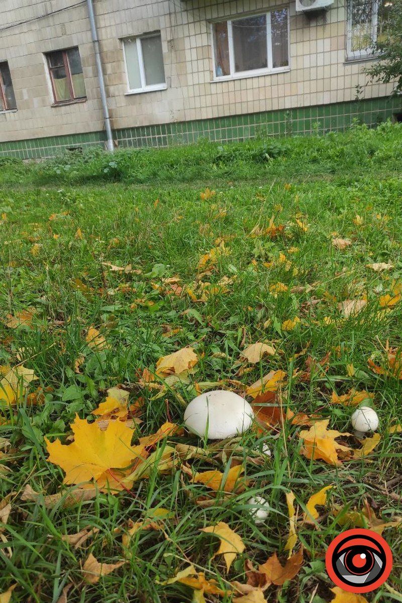 Чи можна їсти міські гриби? 6