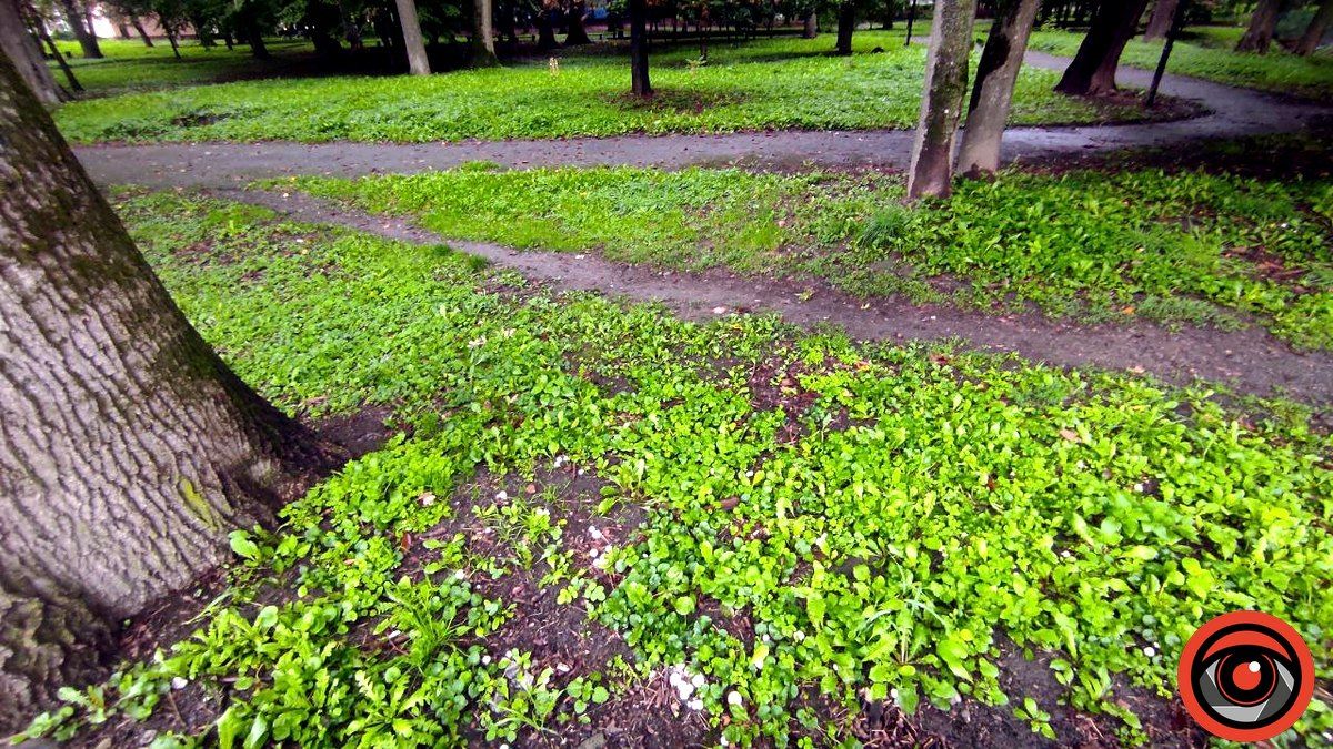 Чи можна їсти міські гриби? 4