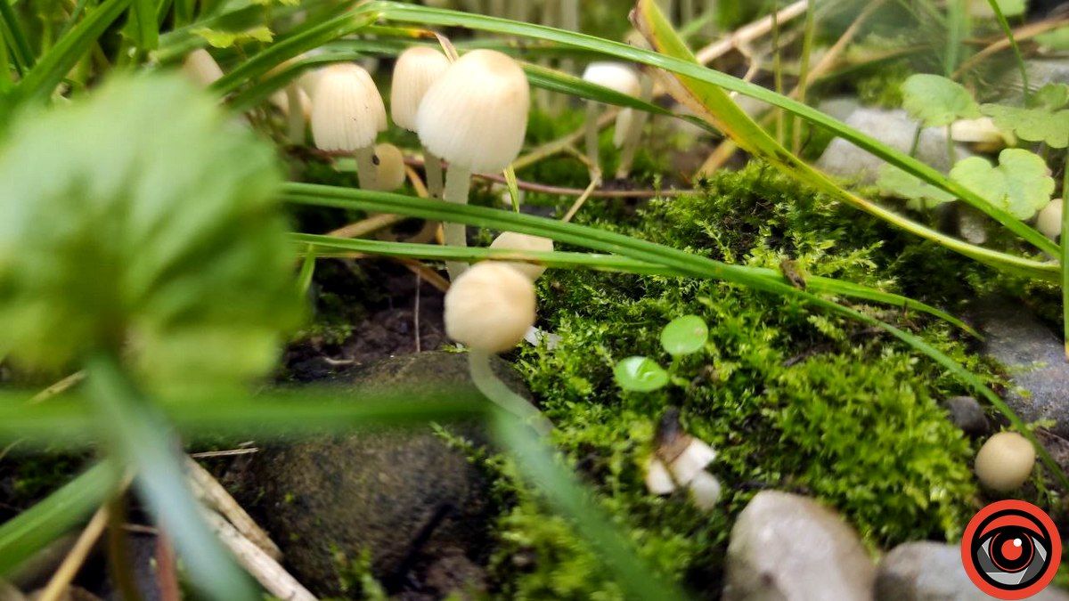 Чи можна їсти міські гриби? 7