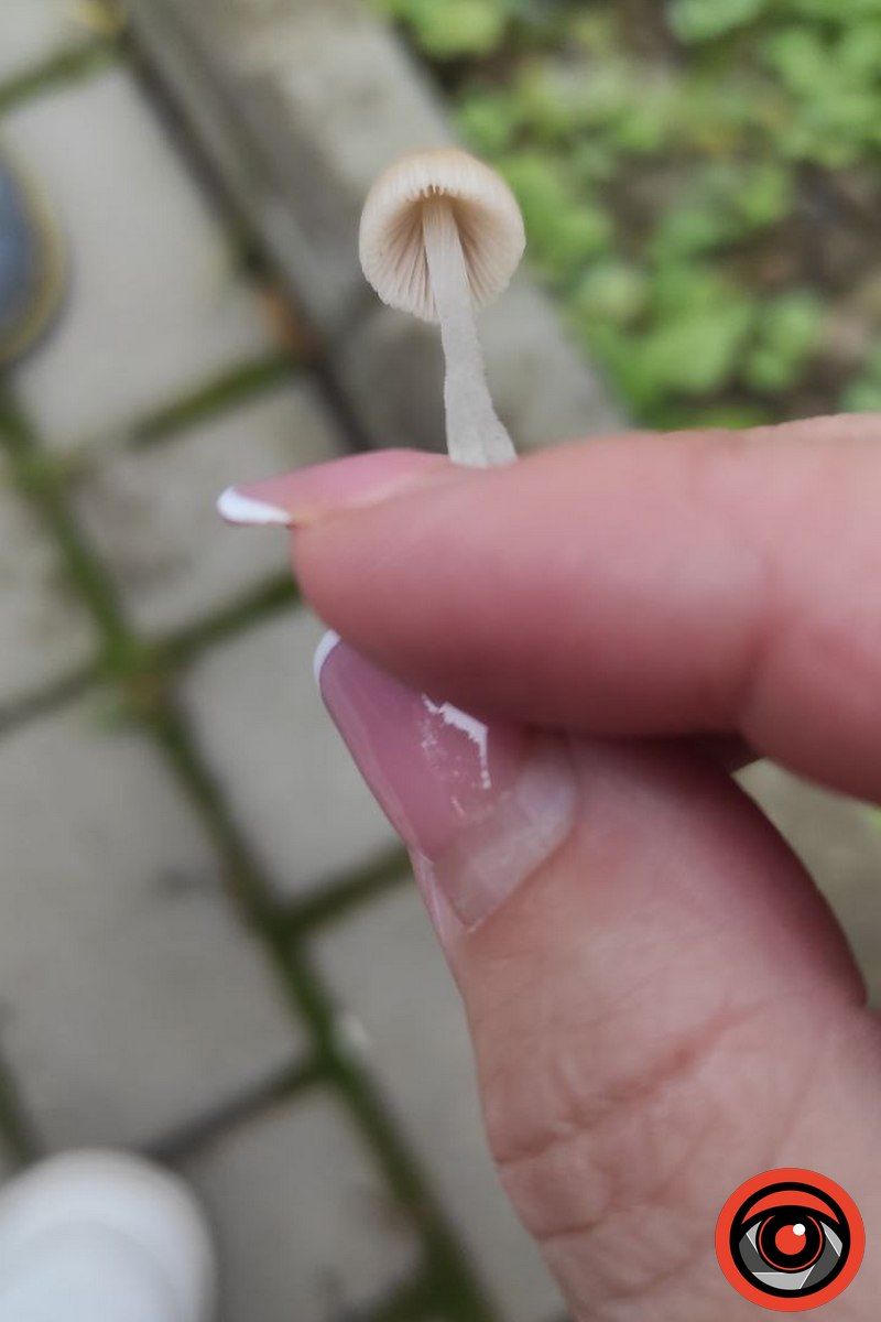 Чи можна їсти міські гриби? 8