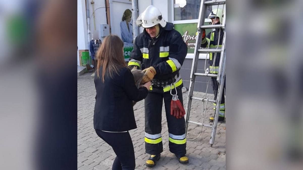 Порятунок кошенятка: милий виклик для надзвичайників