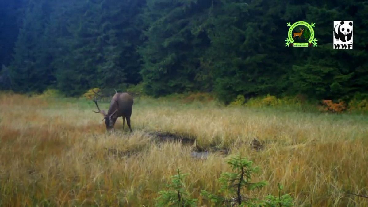 Благородний олень прогулявся перед фотопасткою | відеофакт