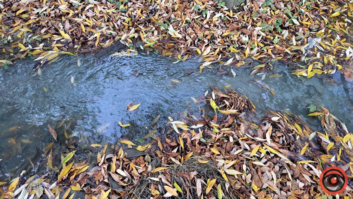 Каналізаційні ріки на вулиці Богуна в Коломиї не помічають комунальники 10