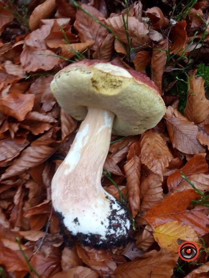 Мальовничий Рушір | осінній відпочинок серед гір та водоспаду 12