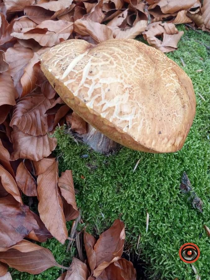 Мальовничий Рушір | осінній відпочинок серед гір та водоспаду 9