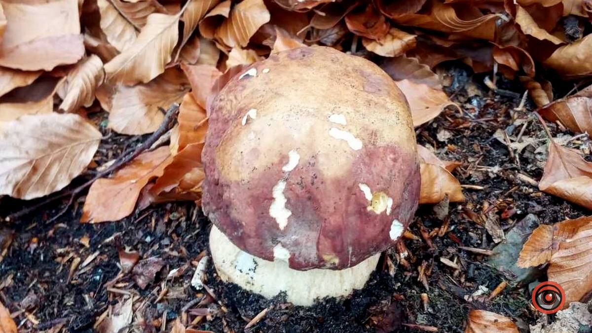 Мальовничий Рушір | осінній відпочинок серед гір та водоспаду 5