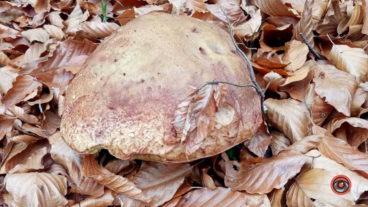 Мальовничий Рушір | осінній відпочинок серед гір та водоспаду 7