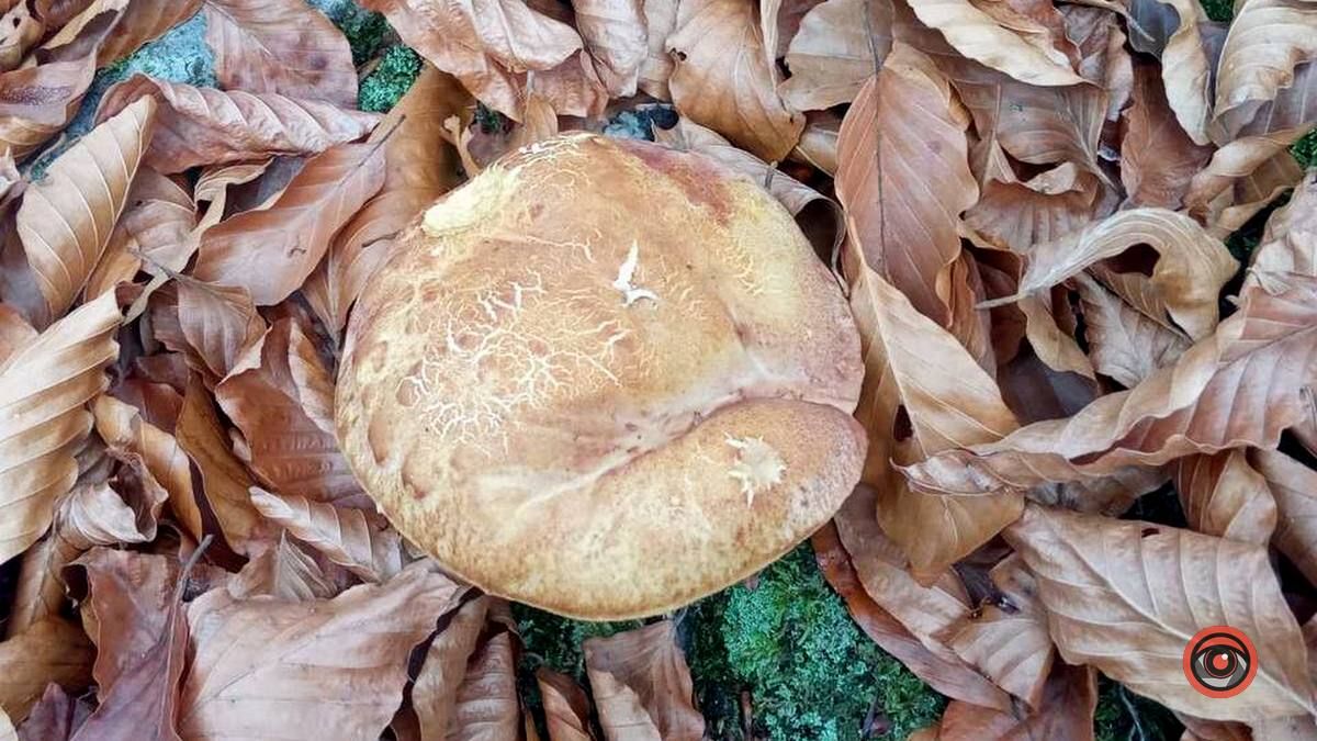 Мальовничий Рушір | осінній відпочинок серед гір та водоспаду 6