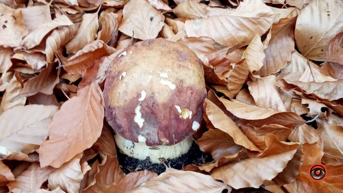 Мальовничий Рушір | осінній відпочинок серед гір та водоспаду 8