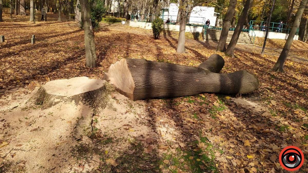 У міському парку Коломиї спиляли 4 дерева 9