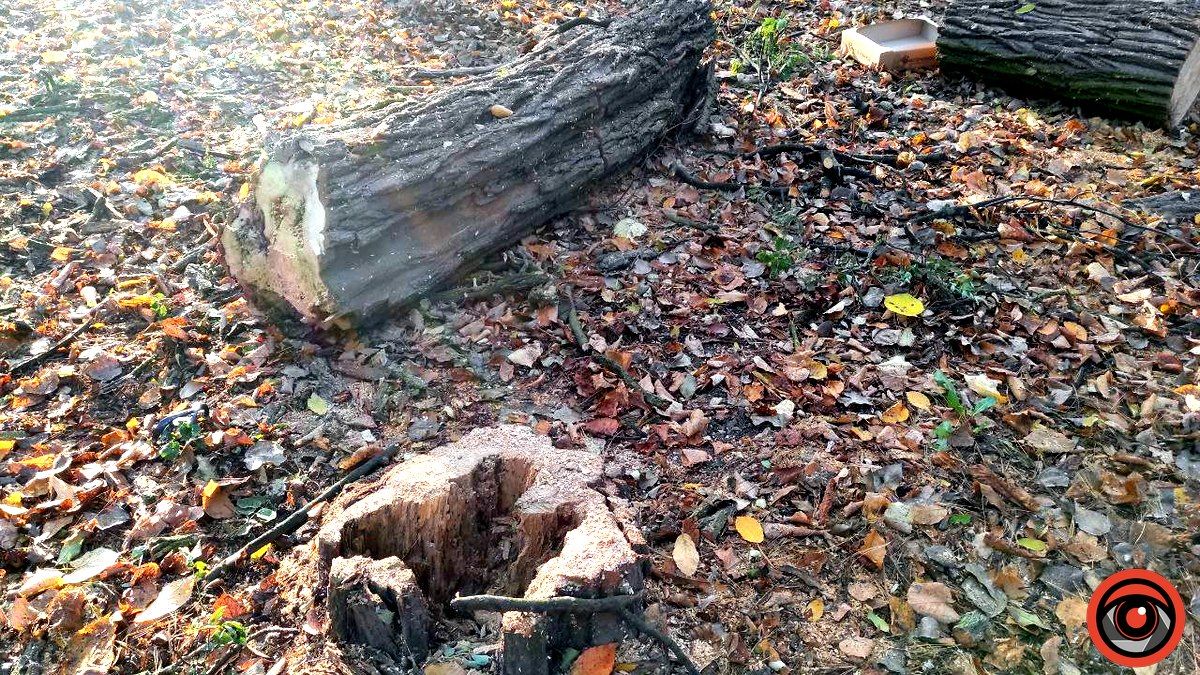 У міському парку Коломиї спиляли 4 дерева 7