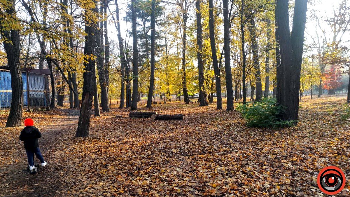 У міському парку Коломиї спиляли 4 дерева 8