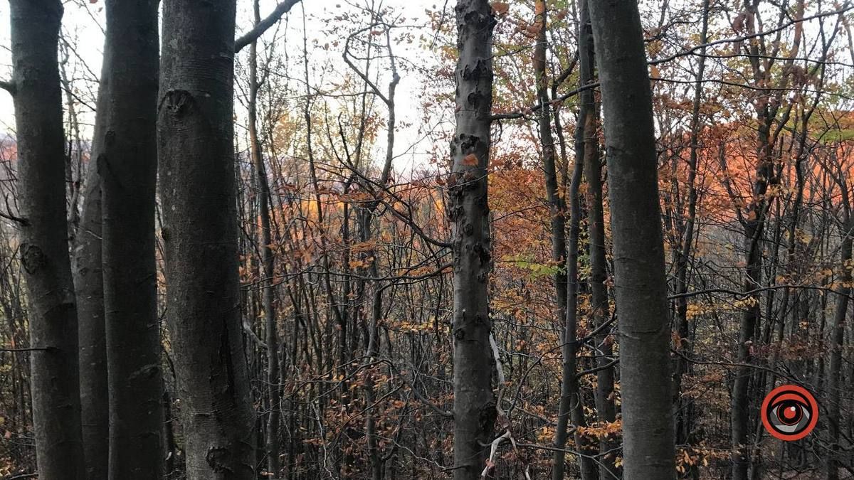 Осінній відпочинок у жовтогарячій лісовій місцині 2