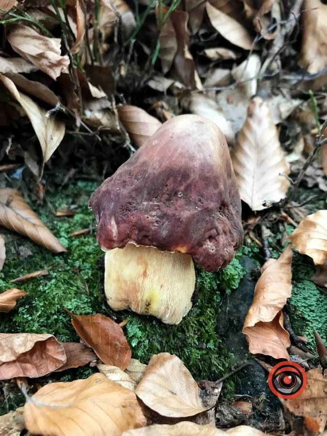 Осінній відпочинок у жовтогарячій лісовій місцині 11