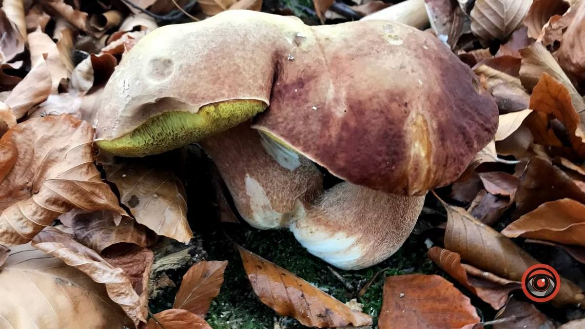 Осінній відпочинок у жовтогарячій лісовій місцині 10