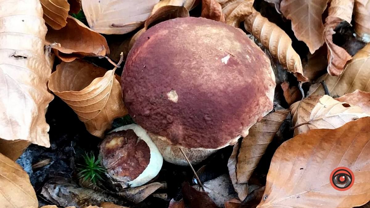 Осінній відпочинок у жовтогарячій лісовій місцині 9