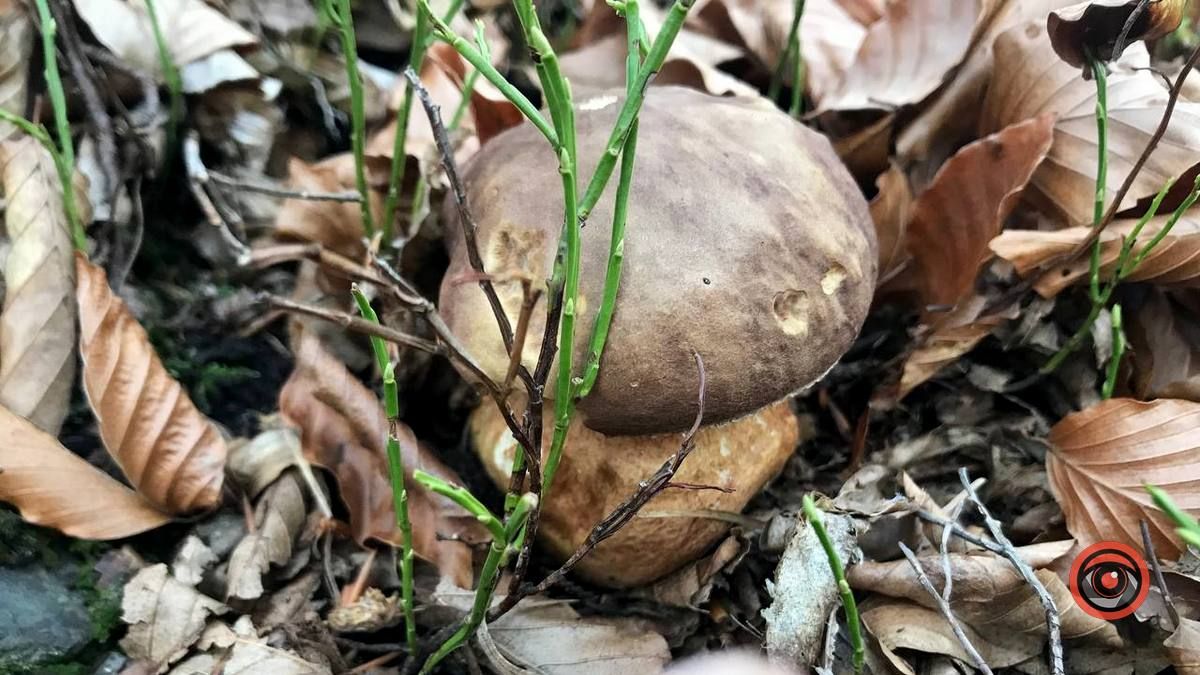 Осінній відпочинок у жовтогарячій лісовій місцині 8