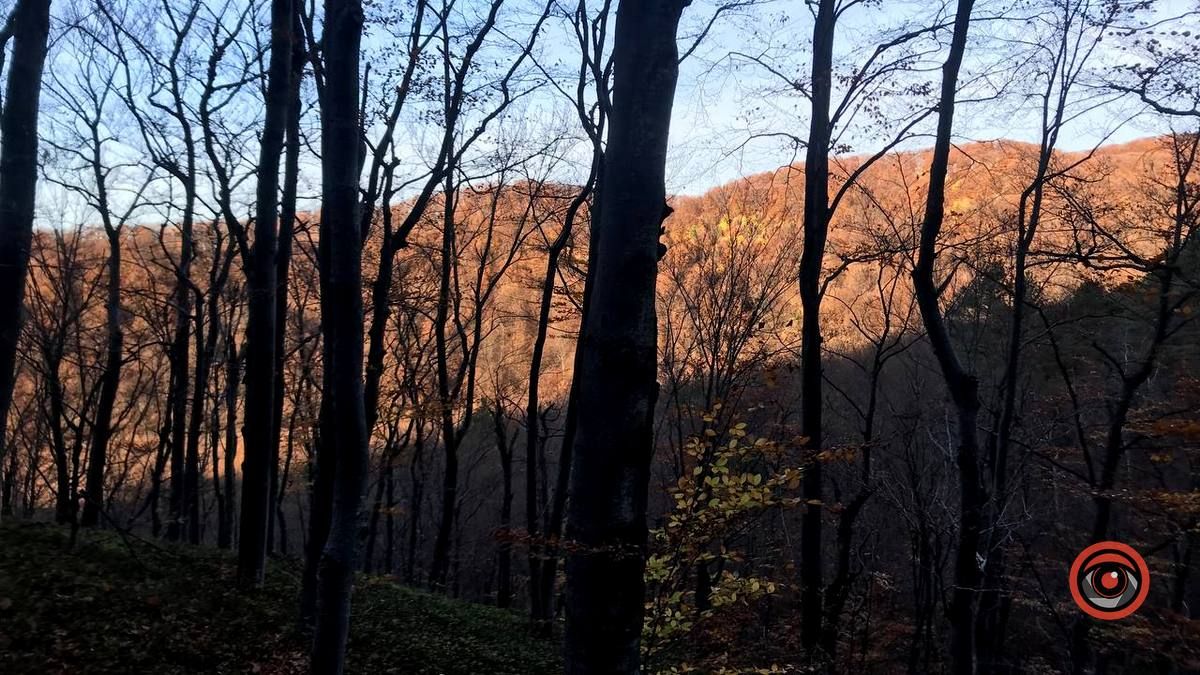 Осінній відпочинок у жовтогарячій лісовій місцині 1