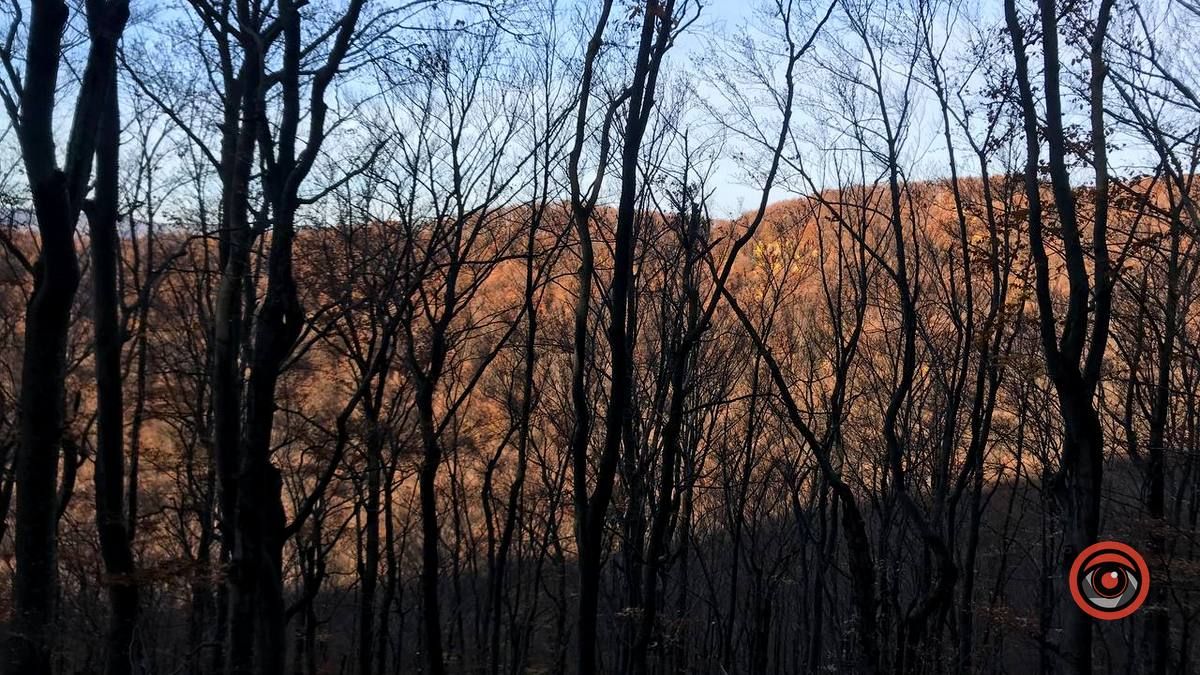 Осінній відпочинок у жовтогарячій лісовій місцині 4