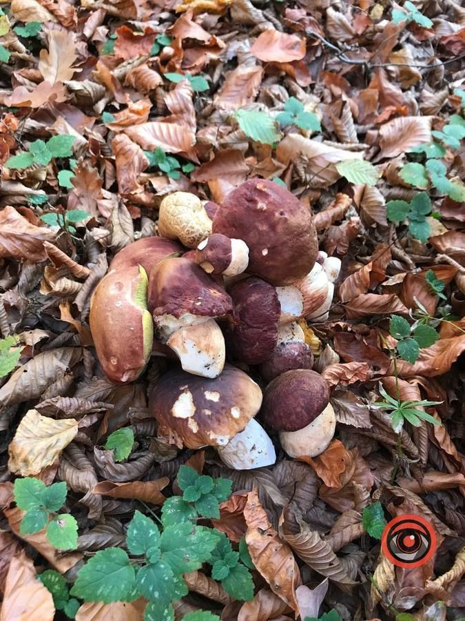 Осінній відпочинок у жовтогарячій лісовій місцині 12