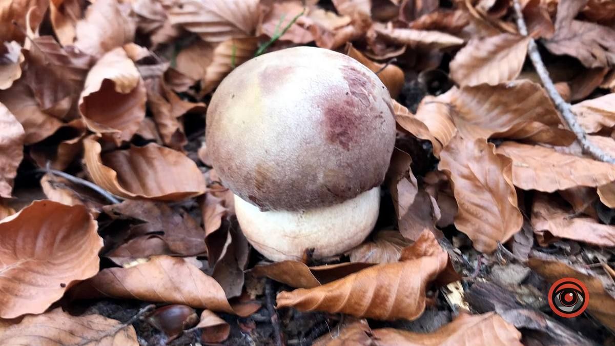 Осінній відпочинок у жовтогарячій лісовій місцині 7