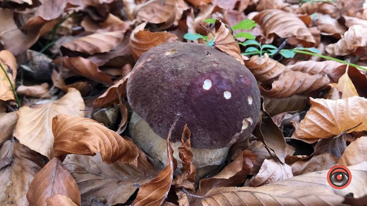 Осінній відпочинок у жовтогарячій лісовій місцині 6