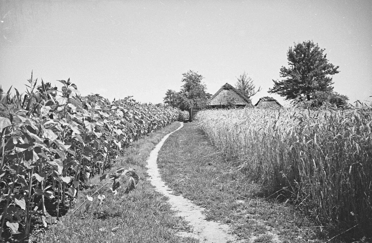 Чепурне село біля Снятина: Тулова понад 100 років тому 4