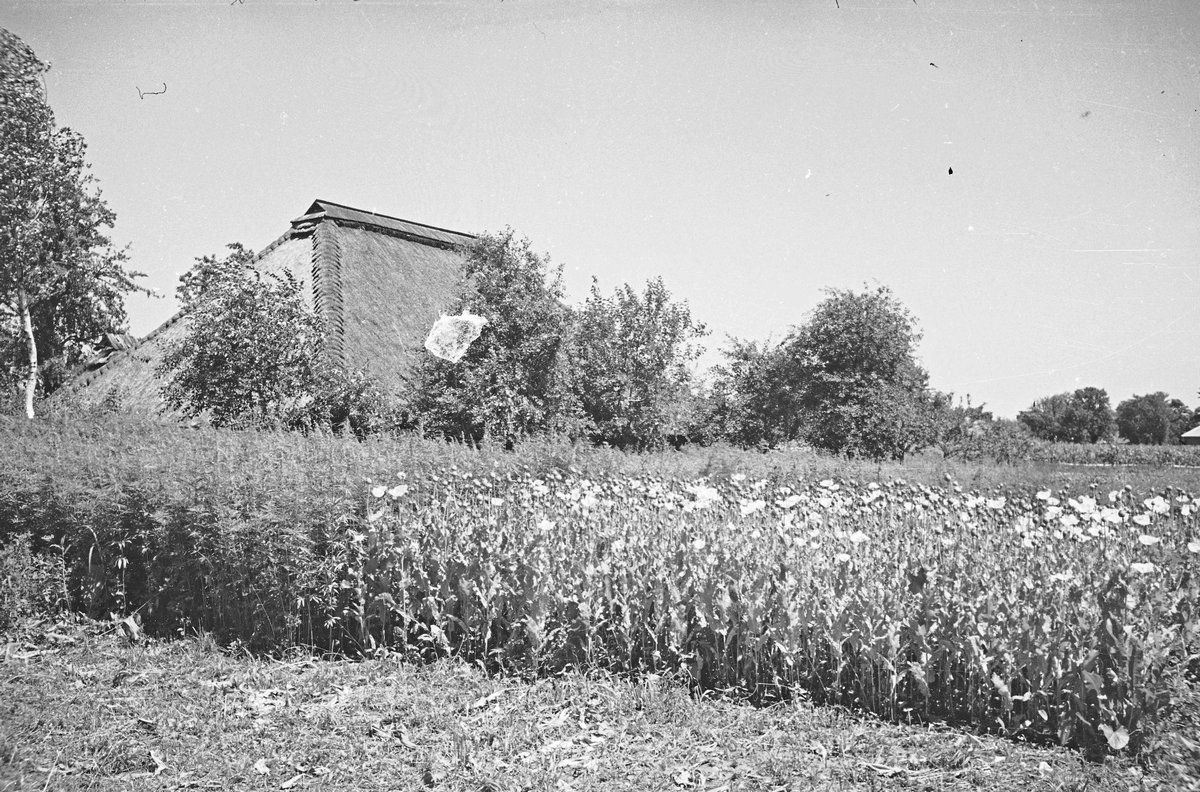 Чепурне село біля Снятина: Тулова понад 100 років тому 9