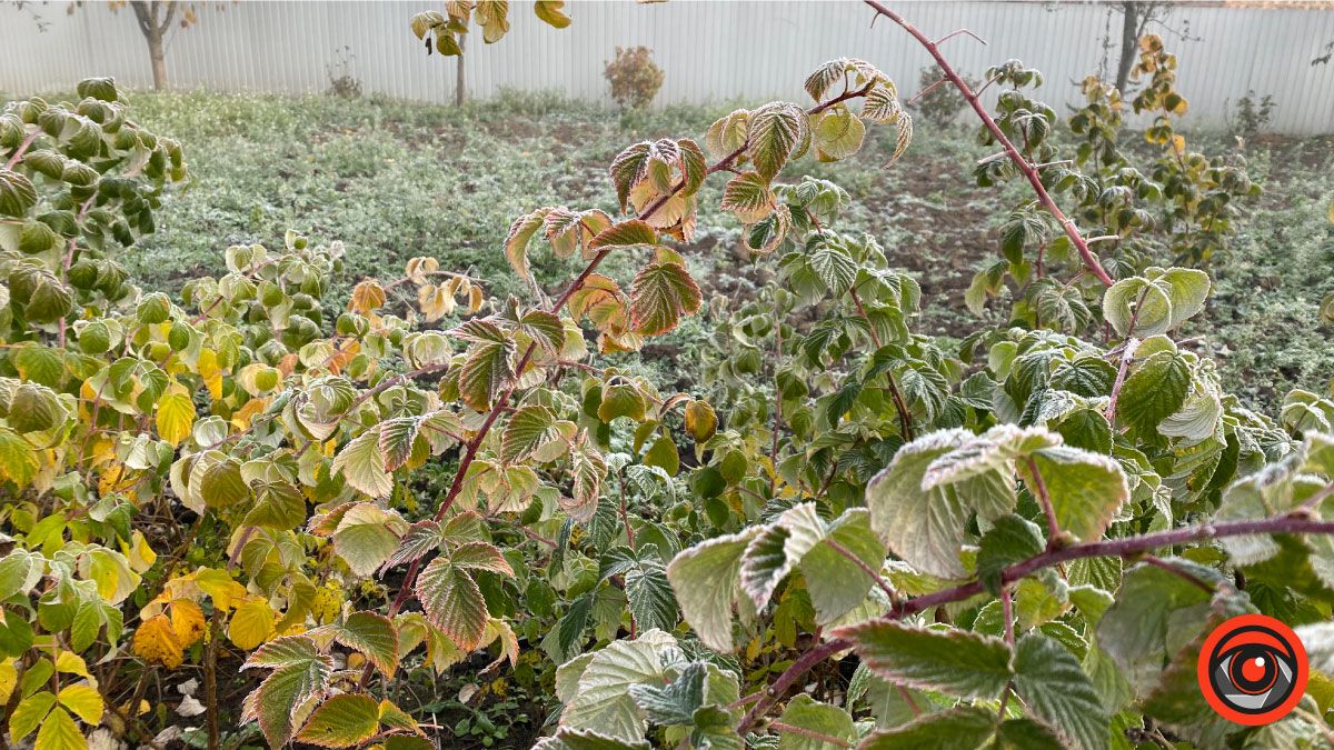 Холодно, зате без опадів: погода в Коломиї 15 листопада