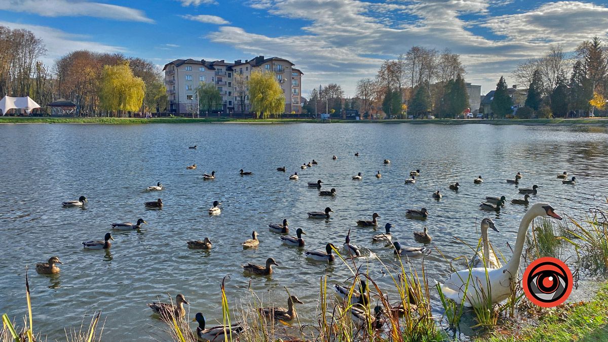 Неперевершені пернаті: фоторепортаж про коломийських лебедів 1