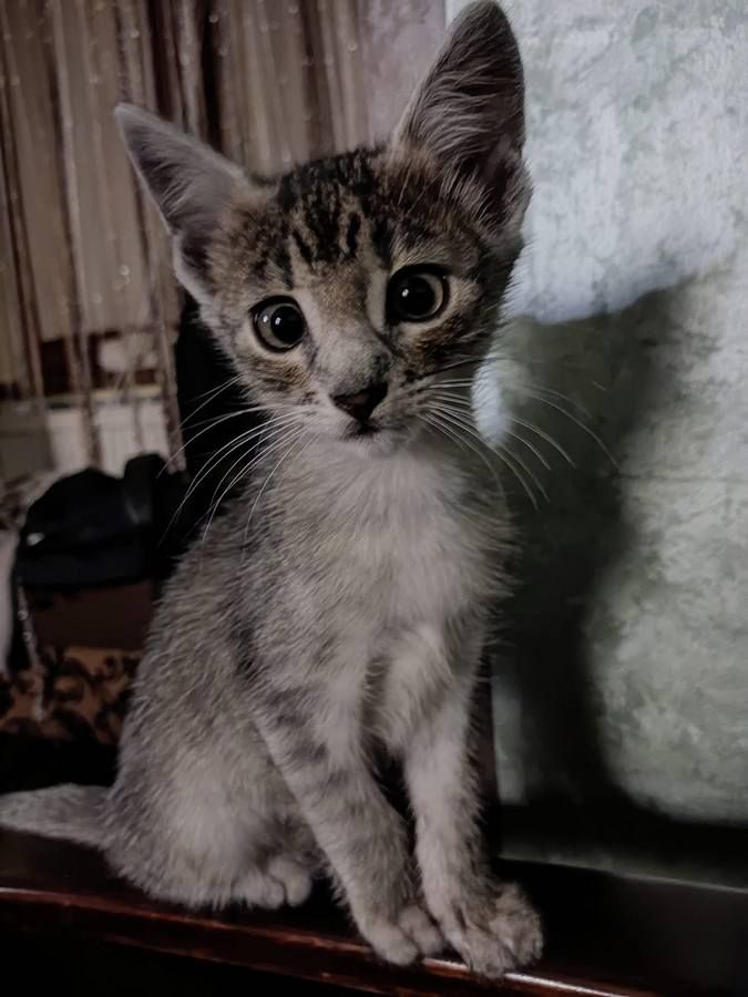 В пошуках домівки: чотирилапі домашні улюбленці хочуть у нову родину 7
