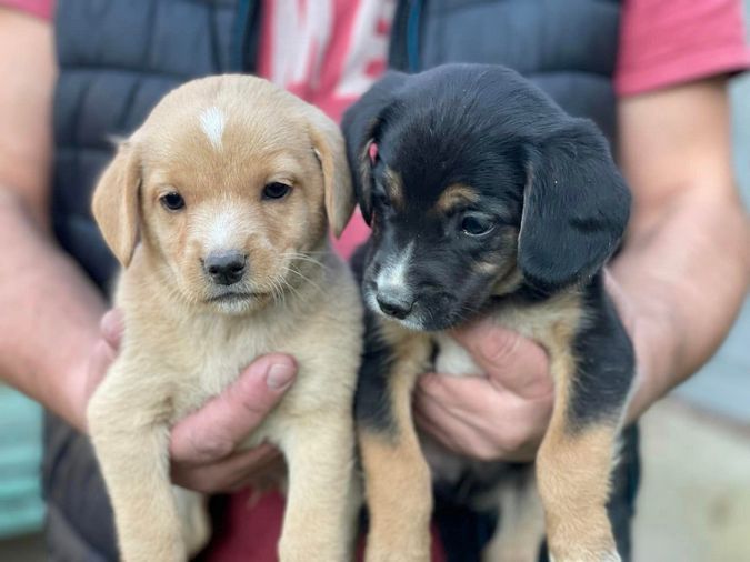 Вірні друзі та щирі емоції: чотирилапі шукають домівку 7