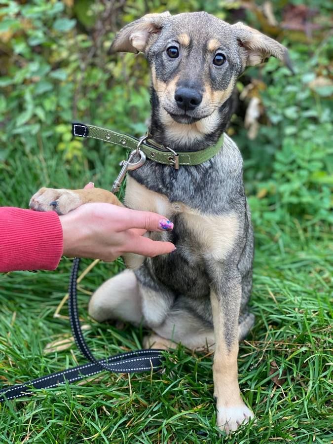 В пошуках домівки: чотирилапі домашні улюбленці хочуть у нову родину 6