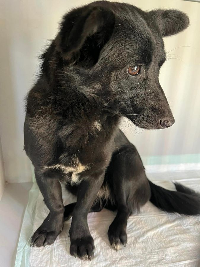 В пошуках домівки: чотирилапі домашні улюбленці хочуть у нову родину 4