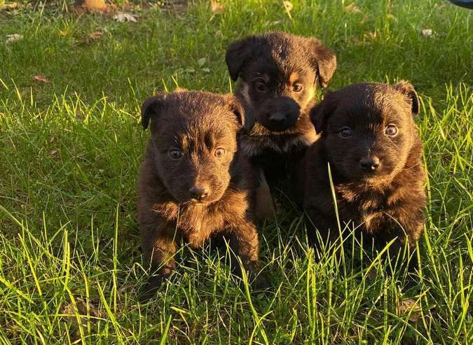 В пошуках домівки: чотирилапі домашні улюбленці хочуть у нову родину 5