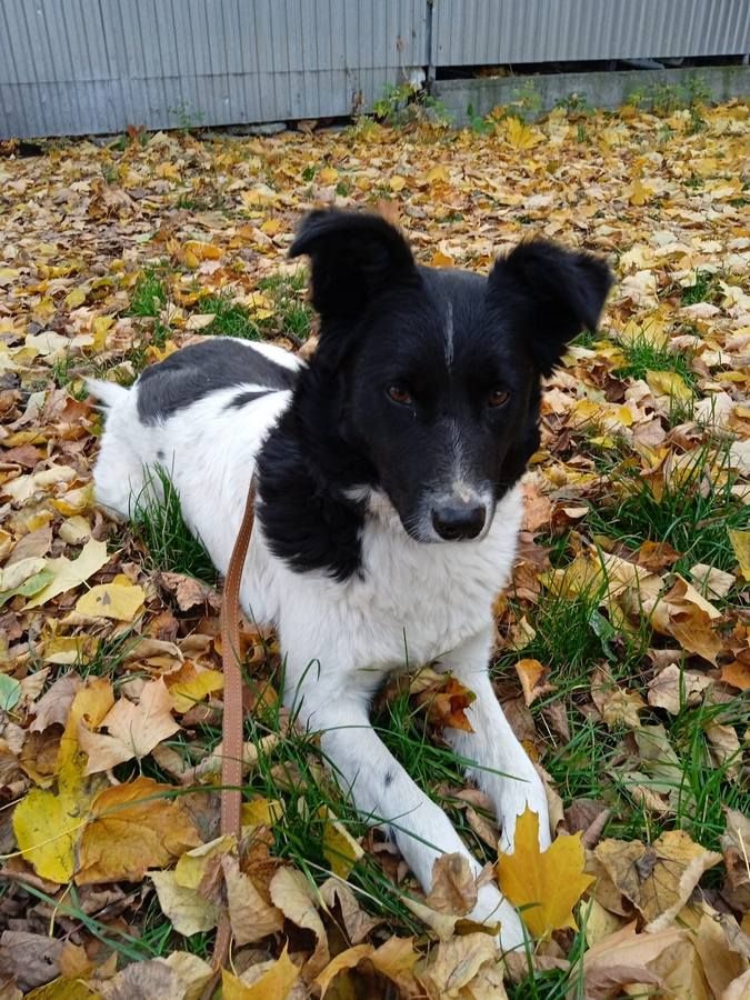 Тепло для душі та серця: чотирилапі у пошуках домівки 9