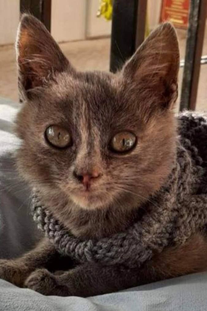 В пошуках домівки: чотирилапі домашні улюбленці хочуть у нову родину 2