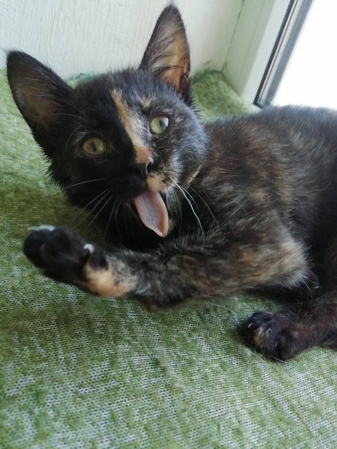 Тепло для душі та серця: чотирилапі у пошуках домівки 10