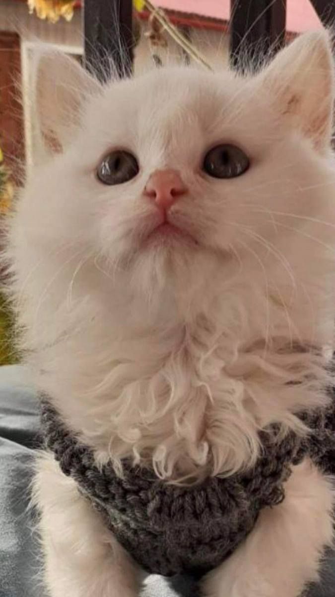 В пошуках домівки: чотирилапі домашні улюбленці хочуть у нову родину 3