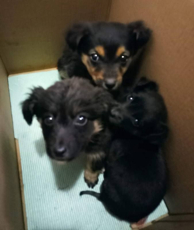 Тепло для душі та серця: чотирилапі у пошуках домівки 1