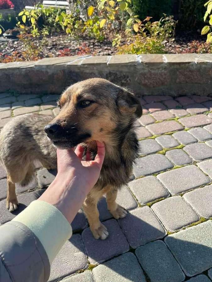 В пошуках домівки: чотирилапі домашні улюбленці хочуть у нову родину 1