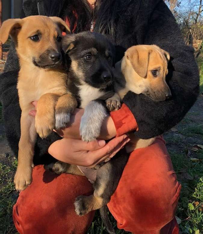 Тепло для душі та серця: чотирилапі у пошуках домівки 6