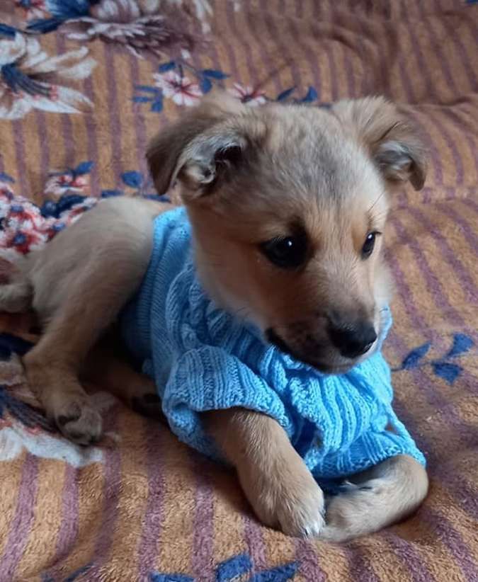 Тепло для душі та серця: чотирилапі у пошуках домівки 3