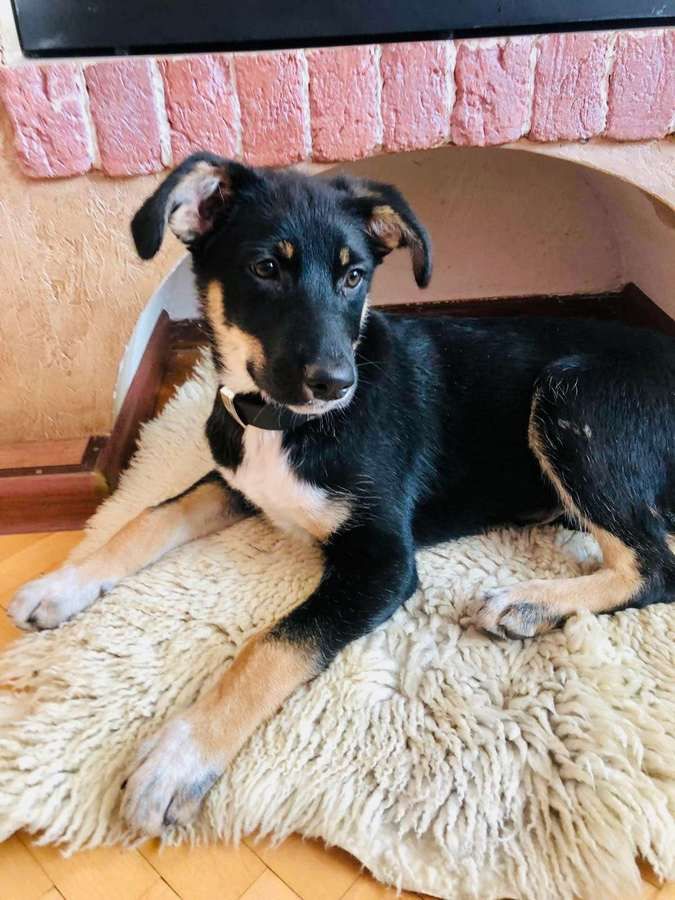 Тепло для душі та серця: чотирилапі у пошуках домівки 5