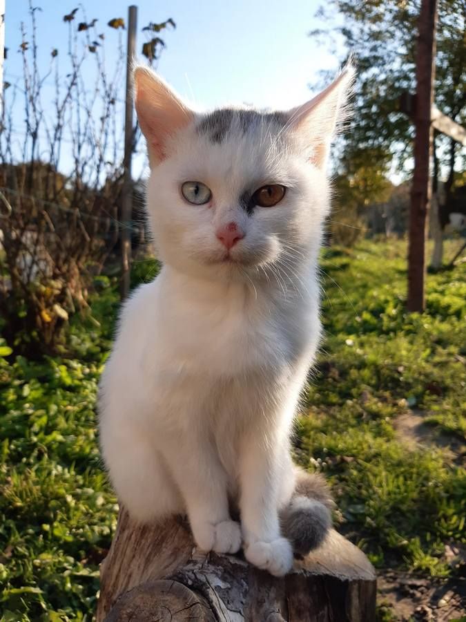 Вірні друзі та щирі емоції: чотирилапі шукають домівку 9